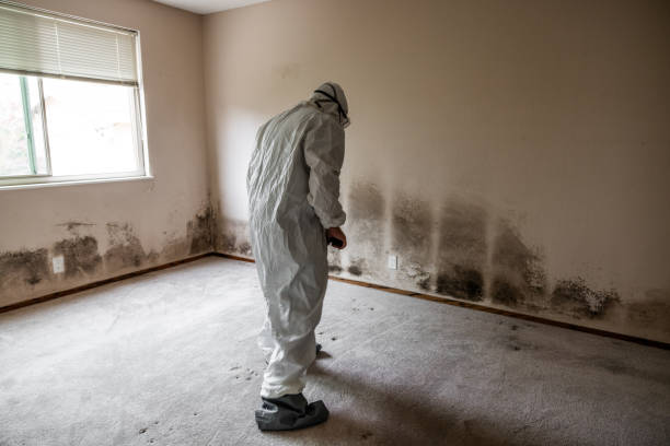 Best Bathroom Mold Remediation in USA